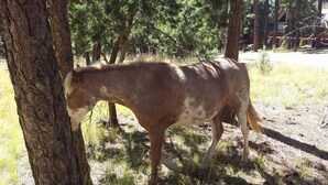 A horse grazing near a tree in a natural setting. - The Gelk Pet Friendly | Live Large in the Pines—Hot Tub, Bar & Cozy Gathering Space (Alto)