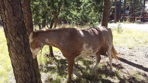 Un caballo pastando cerca de un árbol en un entorno natural.