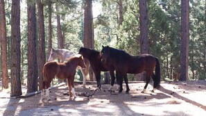 Tres caballos en un recinto boscoso con árboles altos y suelo de tierra.