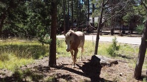 Un caballo en un área boscosa con árboles y un sendero de tierra.