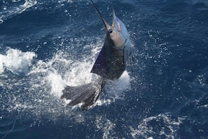 A large fish being speared in the ocean.