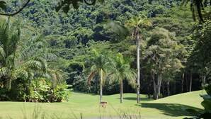 Un paysage verdoyant et luxuriant, avec des palmiers et une zone herbeuse.