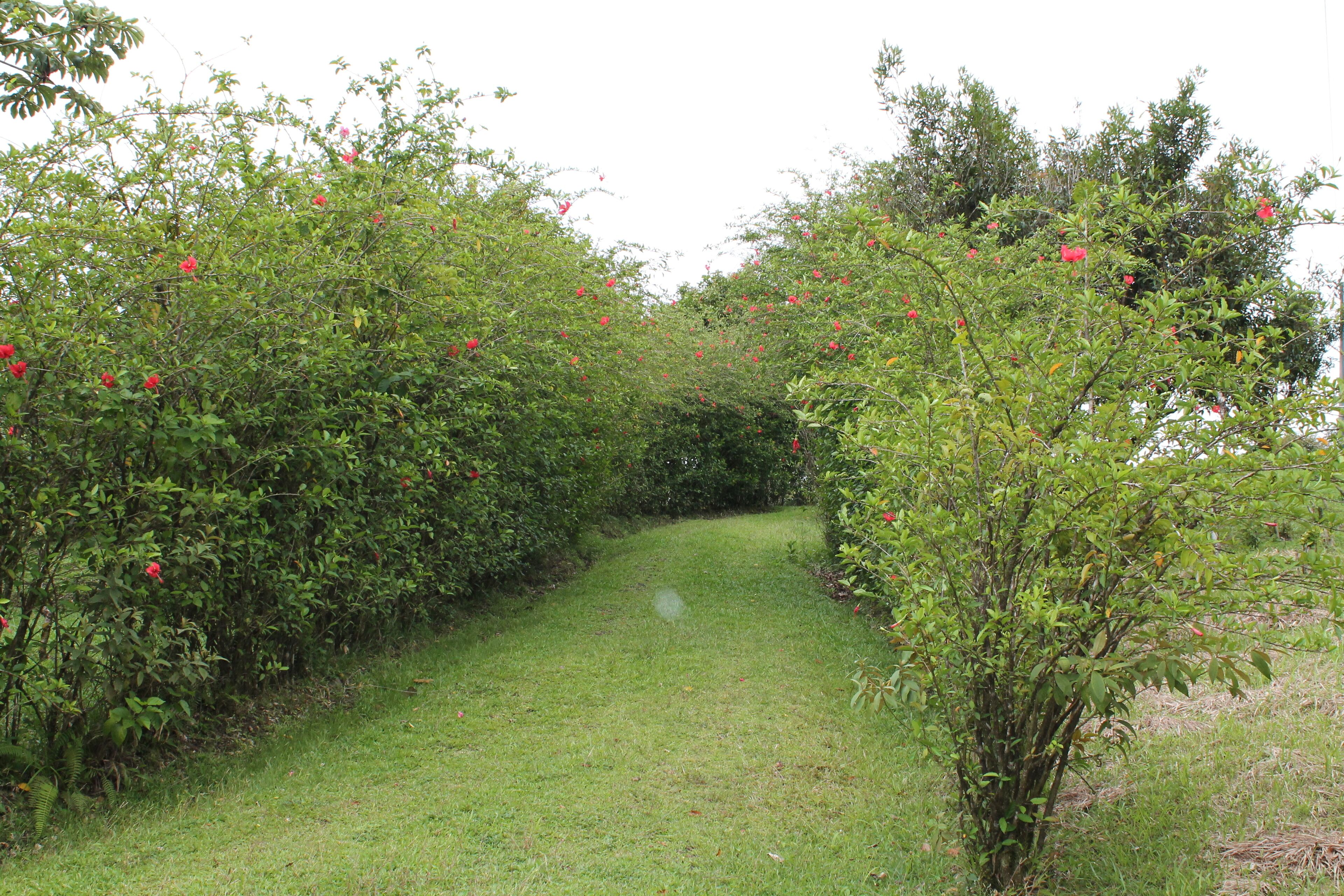 Un sendero serpentea por un jardín con follaje denso y arbustos florecientes.