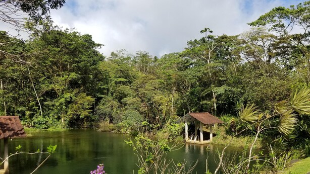 Ein Teich mit einem Gazebo in der Mitte, umgeben von üppiger Vegetation.