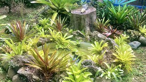 Un jardín con diversas plantas y un pequeño estanque.