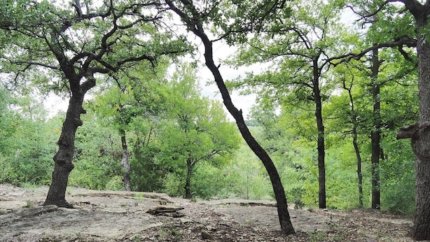 A natural outdoor area with trees and a gravel path. - Allure charming peaceful wooded Hill Country like views with easy Lake access (eastland)