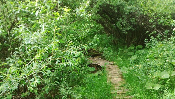 Ein schmaler, hölzerner Pfad, umgeben von üppiger Vegetation und kleinen, gelben Blüten.