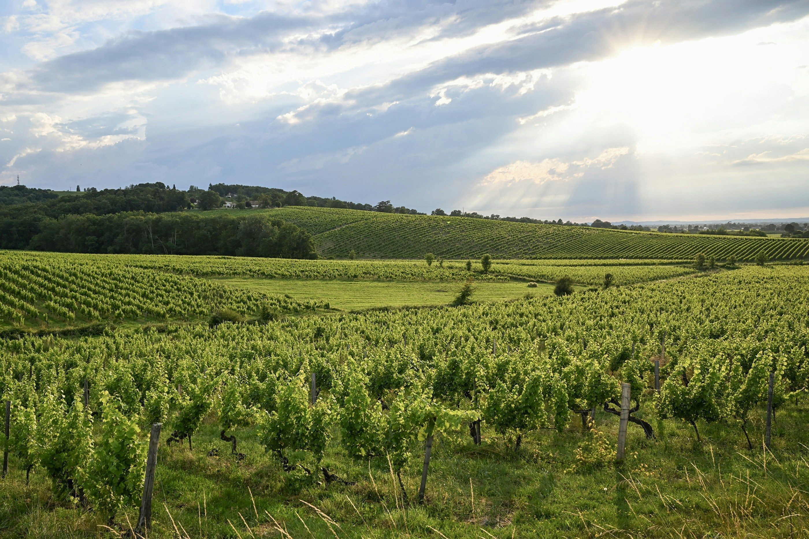 Ein Weinberg mit Rebenzeilen, hügeliges Gelände und bewölkter Himmel.