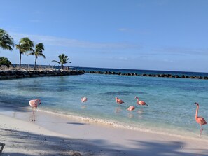 Beach nearby, sun-loungers, beach towels