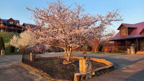 Ein Kirschbaum in einer angelegten Grünfläche mit einer Steingrenze, ein Gebäude aus Holz mit rotem Dach und ein gepflasterter Zugangsweg.