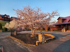 Un cerisier en fleurs dans un espace paysager bordé de pierres, un bâtiment en bois avec un toit rouge et une allée pavée.