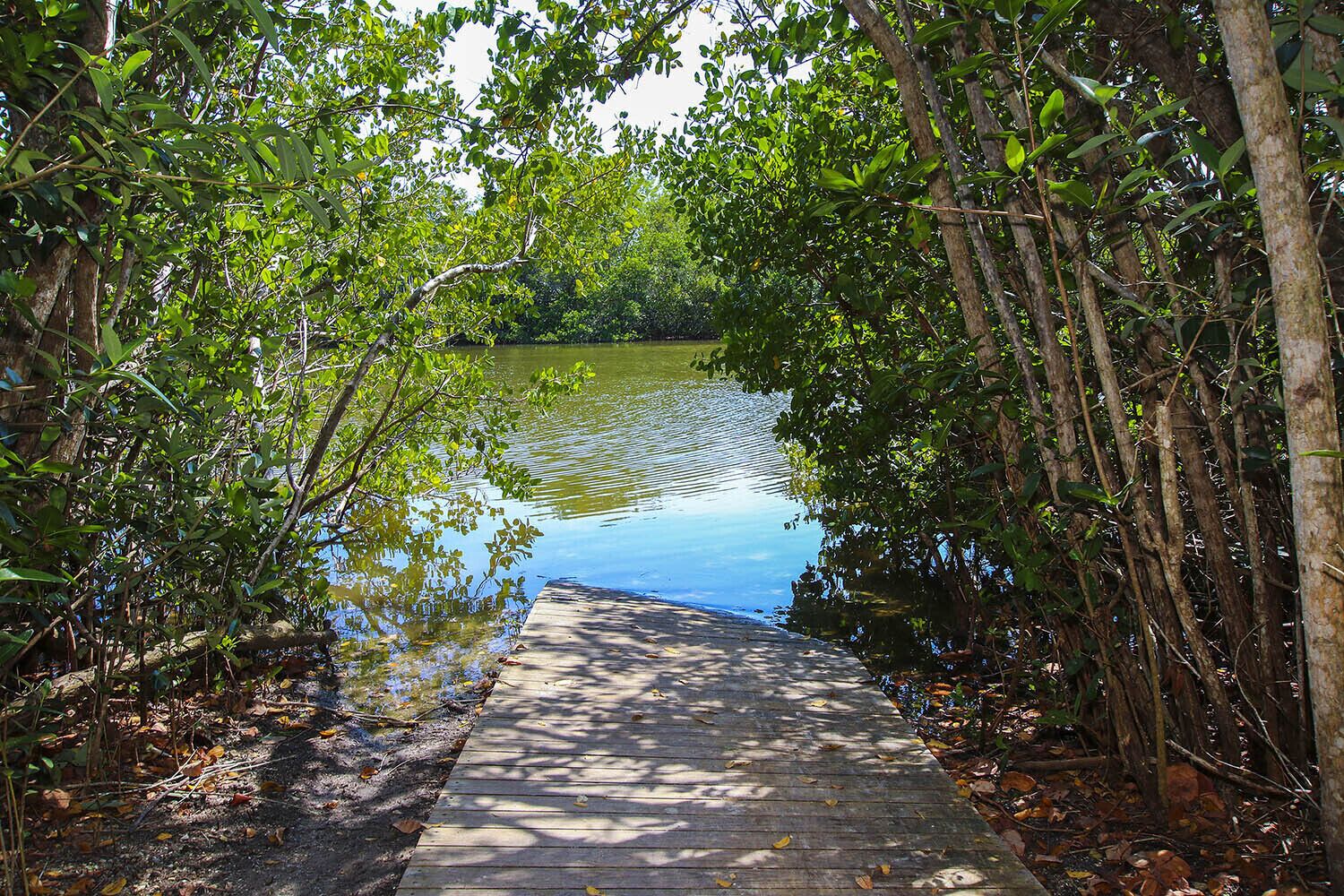 Un sendero de madera que conduce a una masa de agua tranquila rodeada de abundante vegetación.