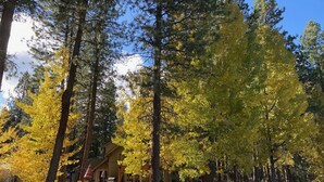 Une cabane entourée de grands arbres aux feuilles jaunes, une terrasse avec des sièges d’extérieur et un ciel dégagé.
