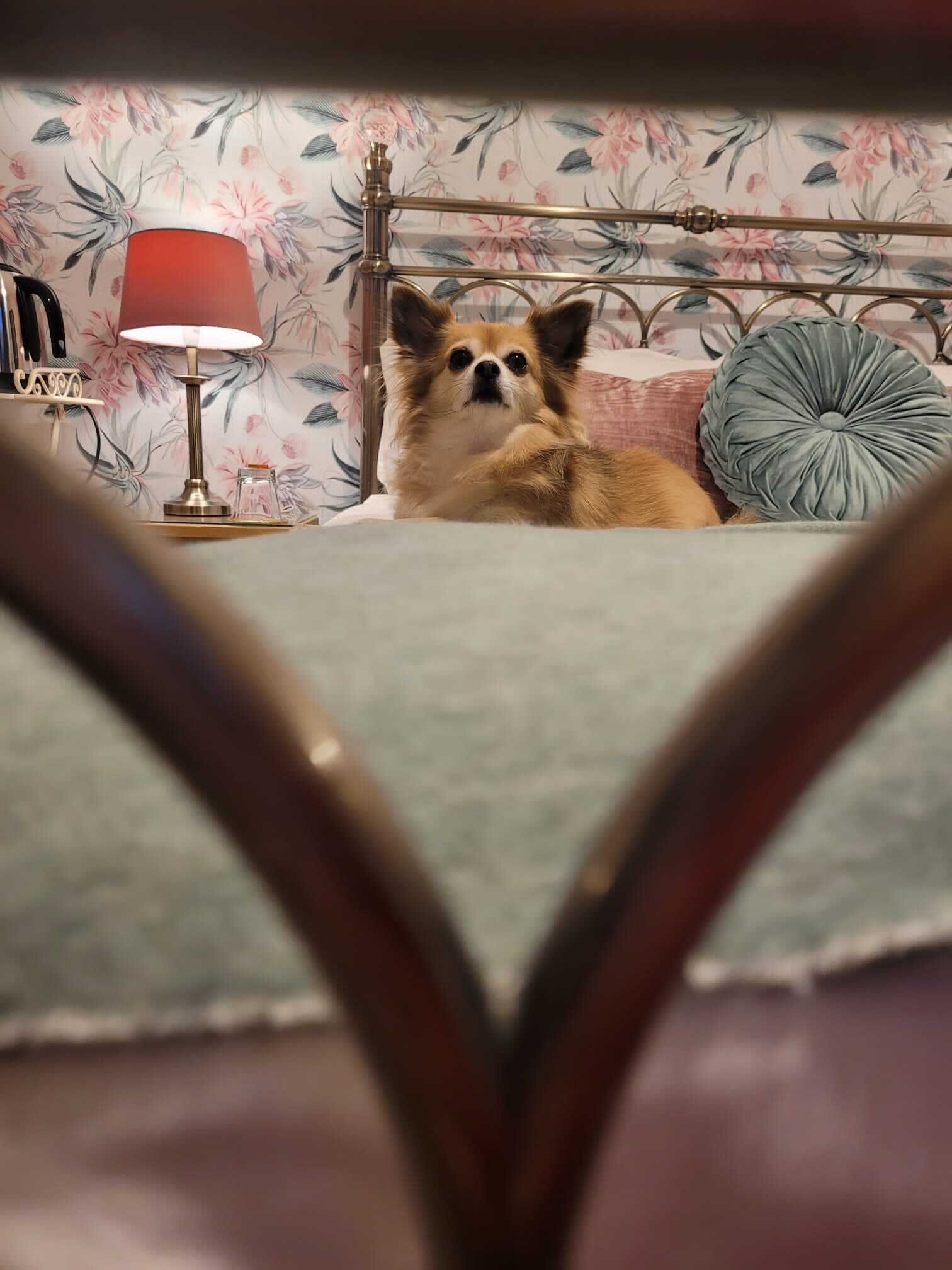 standard double room, ensuite (dogrose rest)