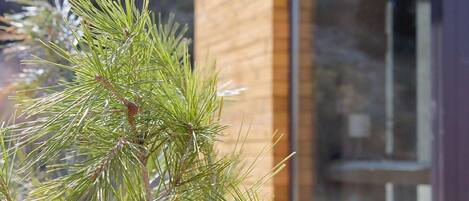 A close-up of pine needles in front of a wooden building with a glass door.