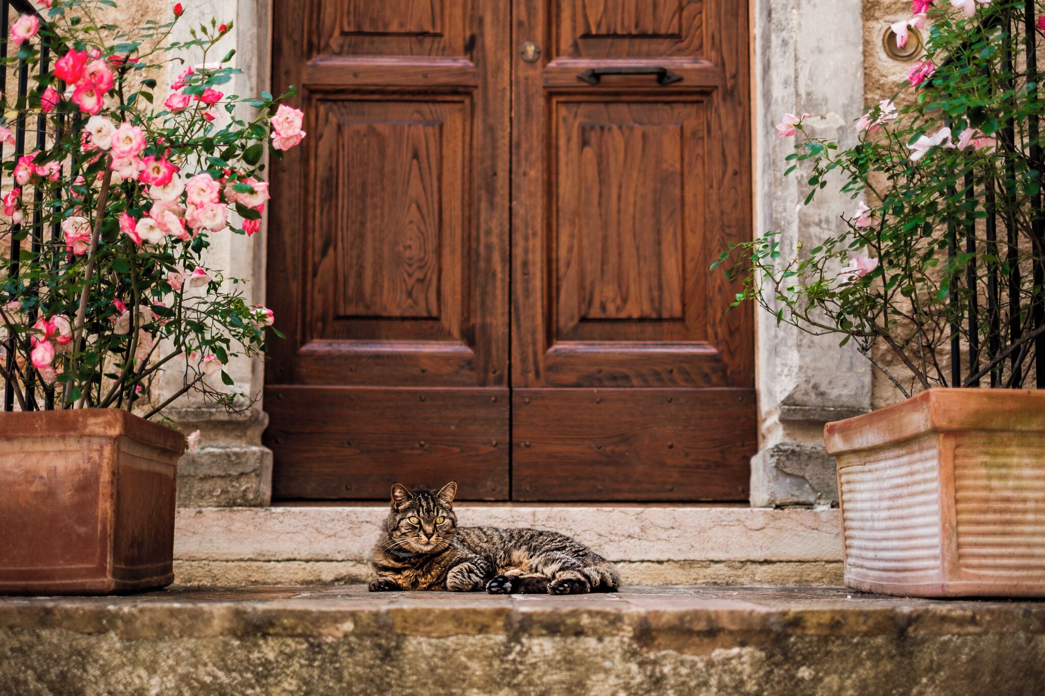 A cat sitting on steps in front of a wooden door with potted plants on either side.