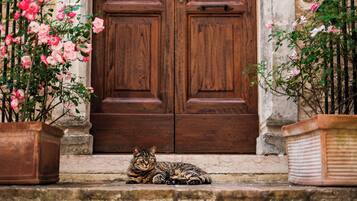 A cat sitting on steps in front of a wooden door with potted plants on either side.
