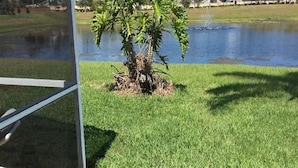 Un arbre se dresse dans une zone herbeuse, avec une étendue d’eau en arrière-plan.