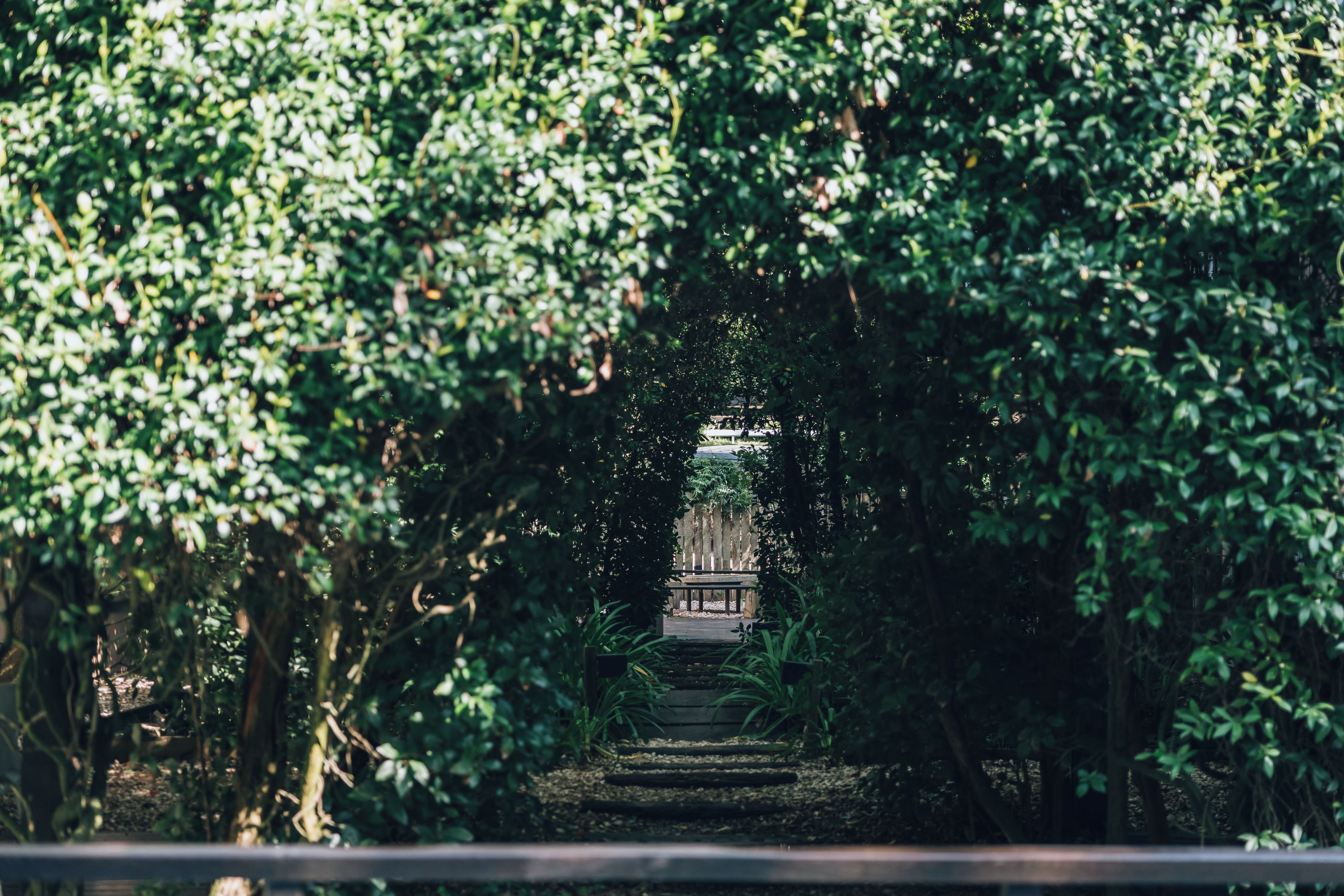 A pathway leading through a dense green area with a bench and a railing.