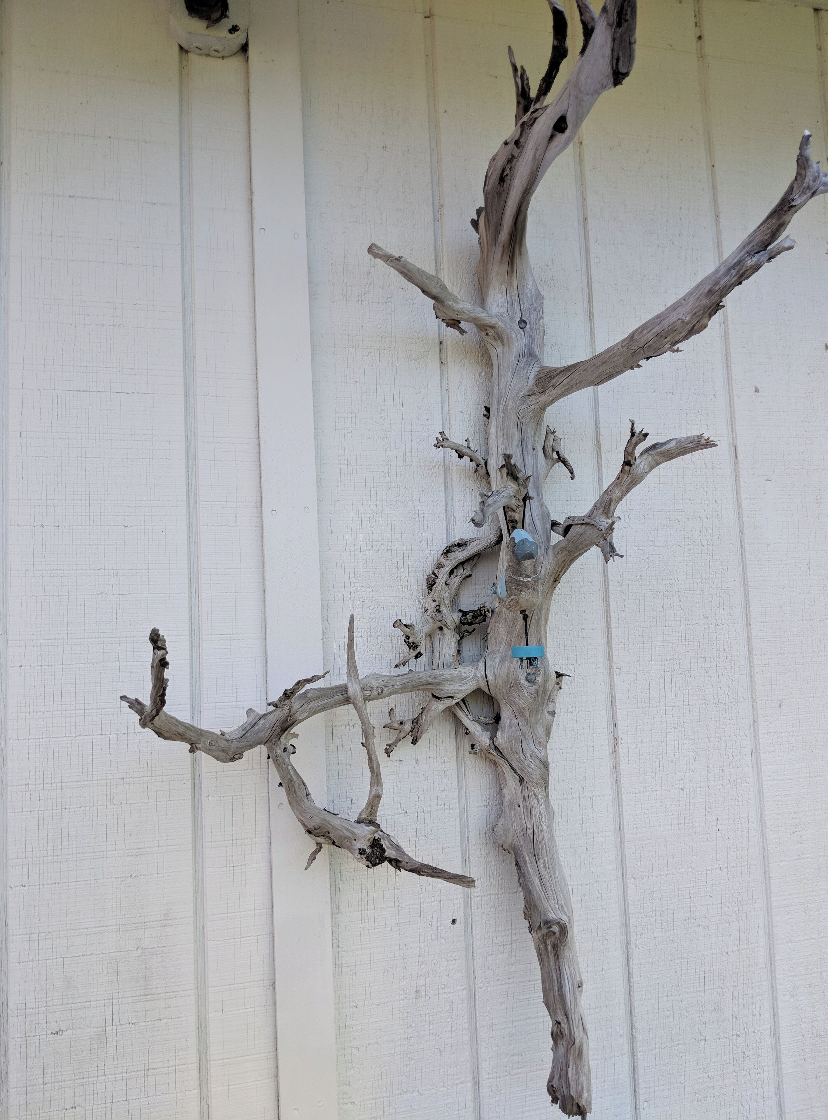 Une branche d’arbre avec une étiquette bleue, le tout sur un mur blanc.