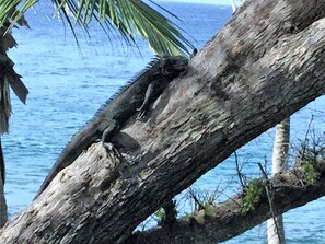 A tree branch with a lizard on it, overlooking a body of water. - Mampoo Hill-- a Beachfront House 60 feet from the Ocean with optional Jeep (St. John)