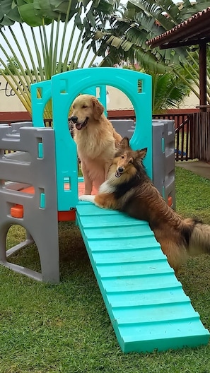 Pet-friendly amenities
