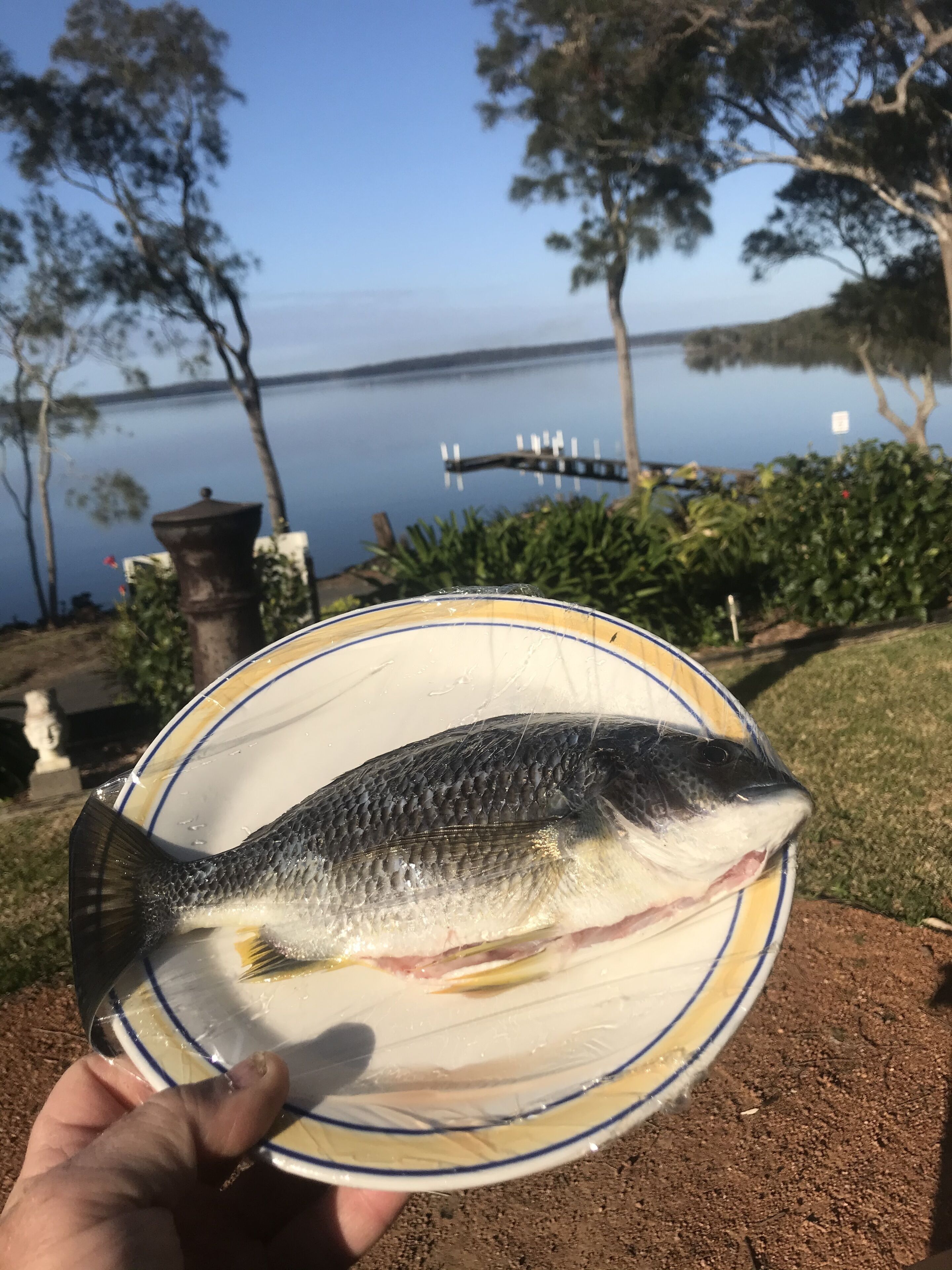 Henkilö pitää lautasella kalaa, taustalla näkyy järvi ja puita.