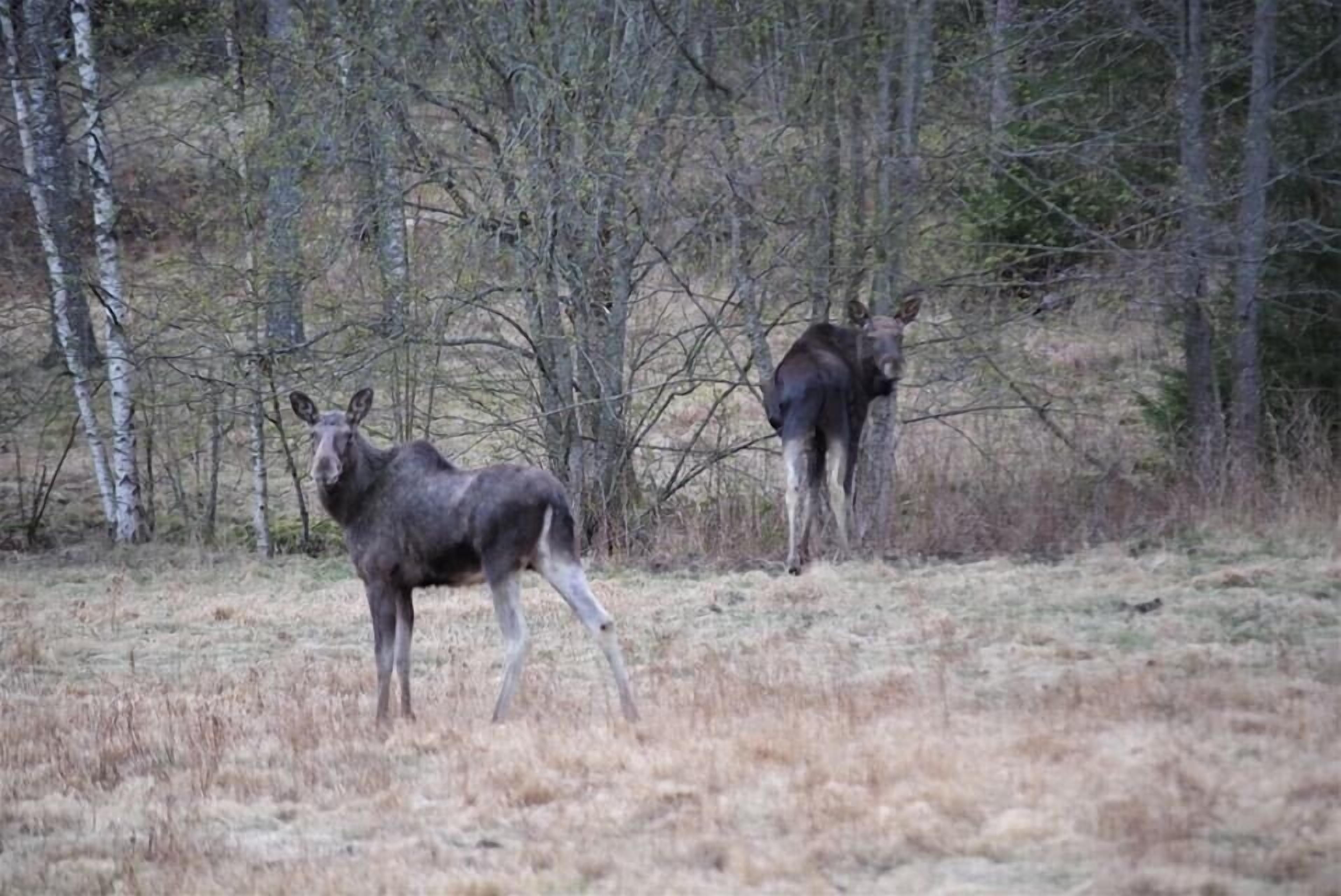 Two moose in a forested area with sparse grass.