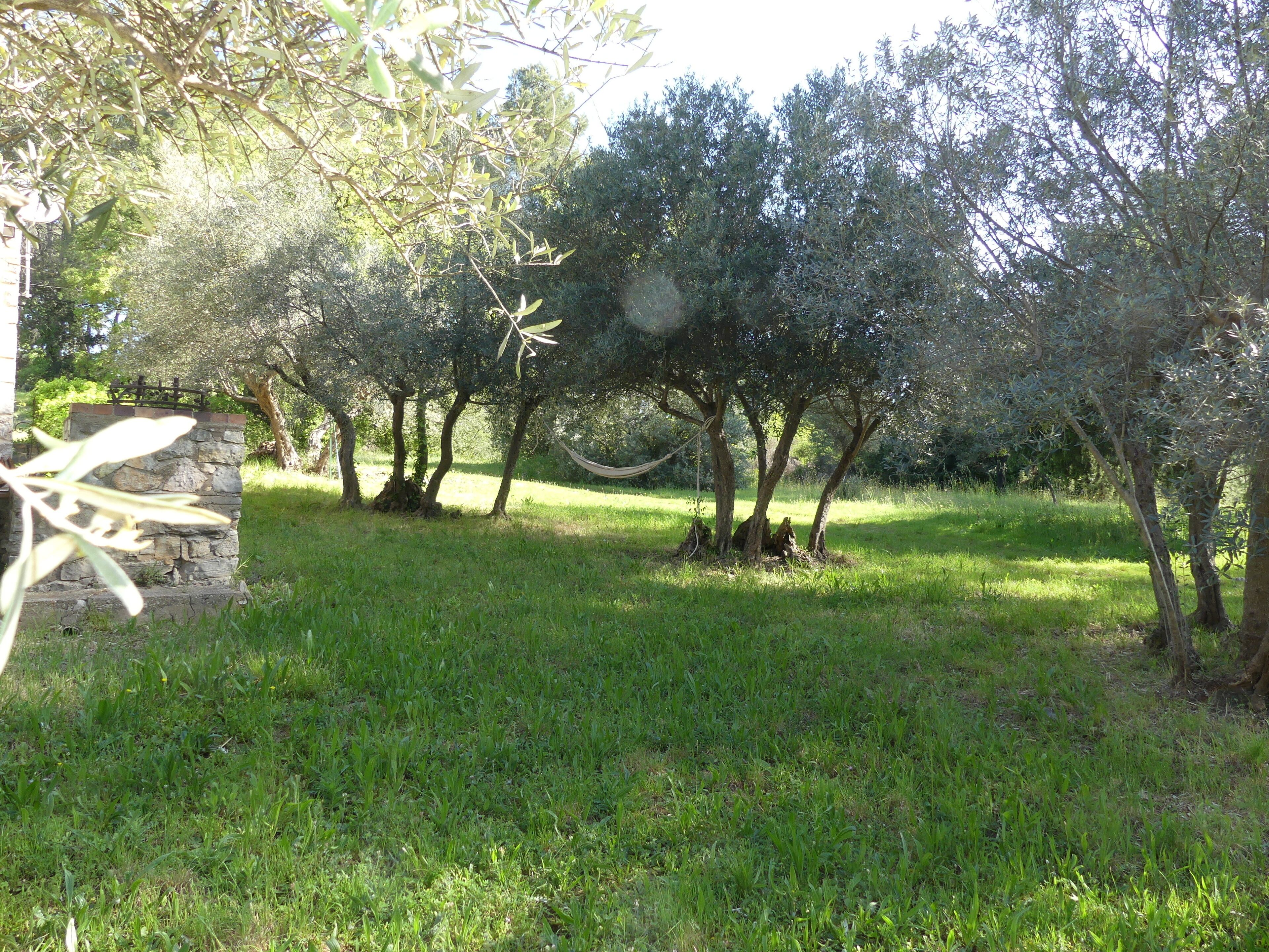 A grassy area with olive trees and a stone wall.