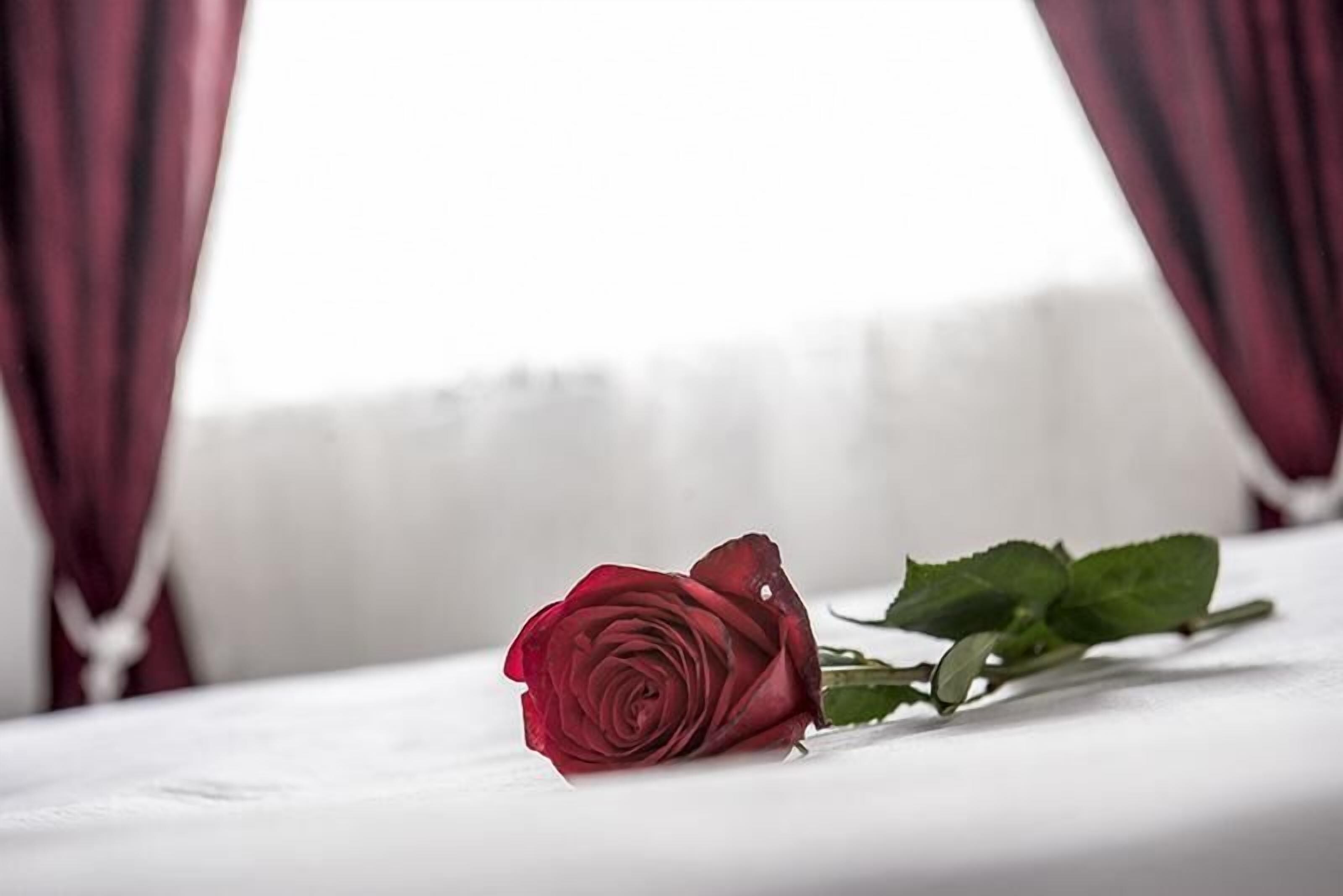 Una rosa roja sobre una superficie blanca, con fondo desenfocado.