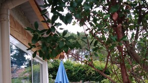 A patio area with a glass door leading to a garden. - Maisonette classified ***, in the heart of the greenery, between ocean and Landes forest (Saint-Julien-En-Born)