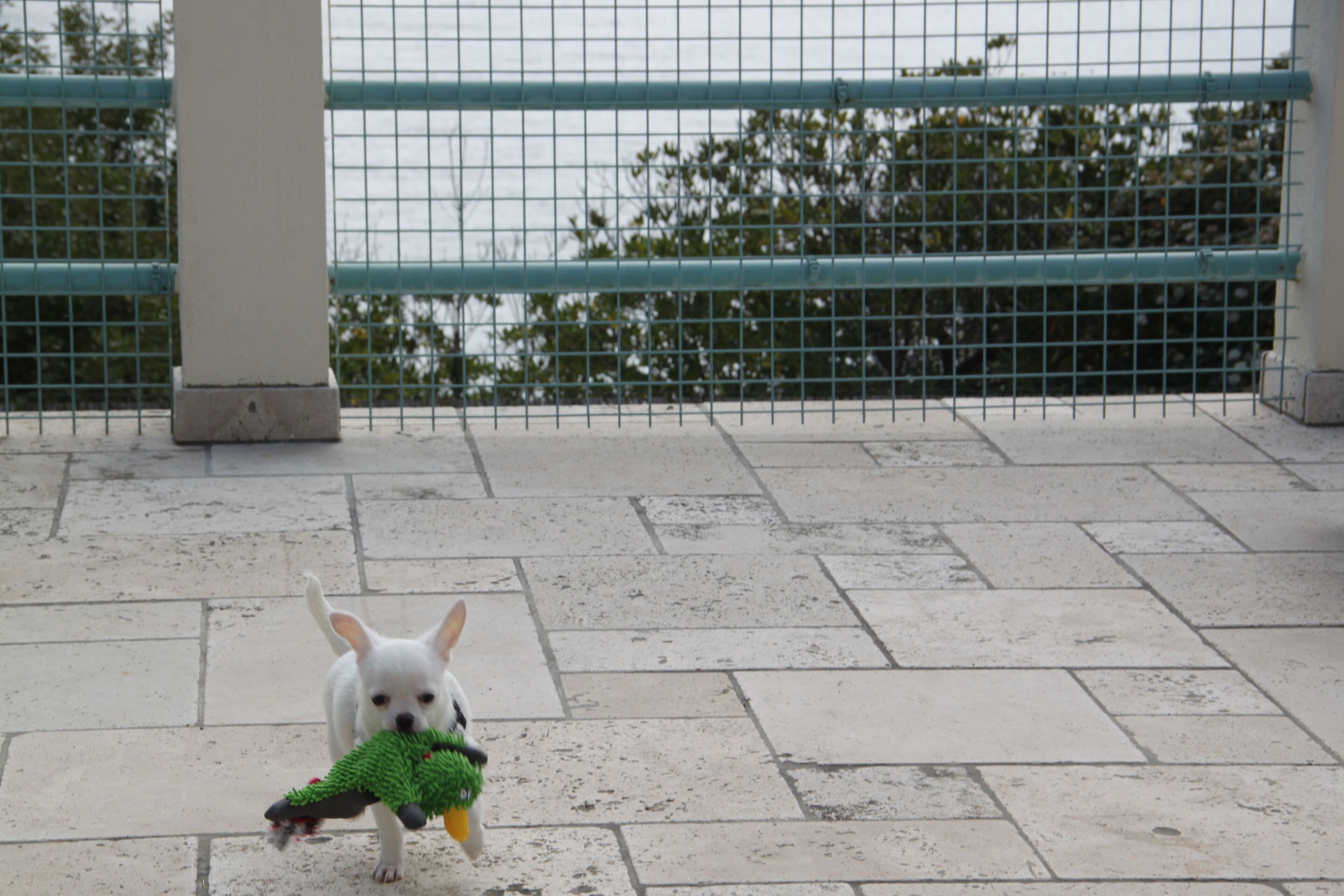 Un perro blanco pequeño sosteniendo un juguete verde sobre una superficie pavimentada, con una valla metálica al fondo.