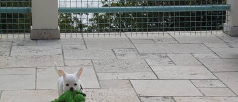 Un perro blanco pequeño sosteniendo un juguete verde sobre una superficie pavimentada, con una valla metálica al fondo.