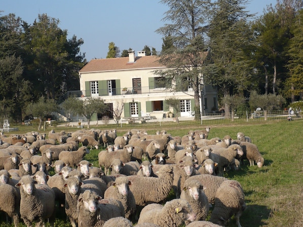Eine große Schafherde auf einer grünen Wiese, im Hintergrund ein Haus.