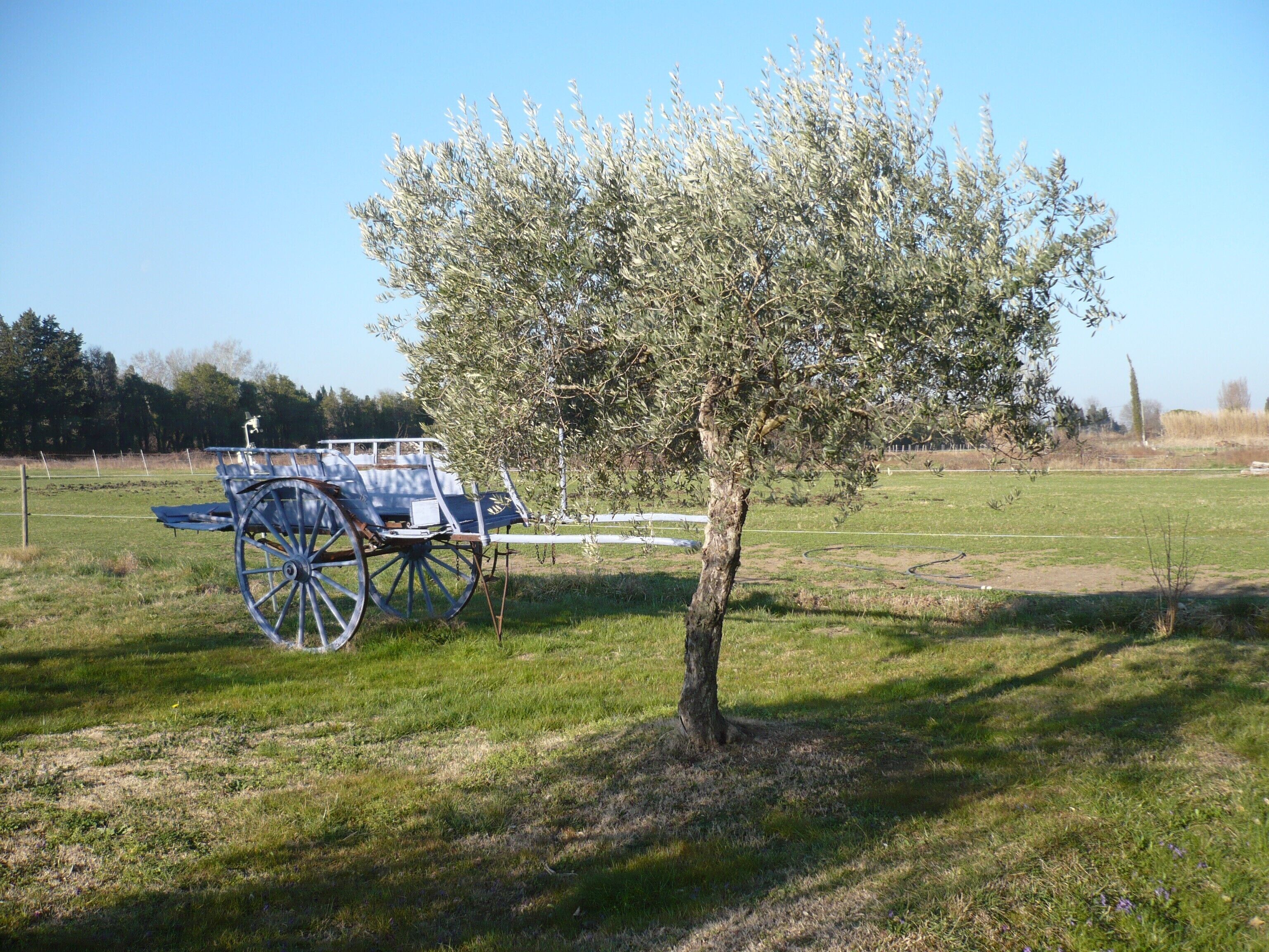 Ein Baum mit einem Wagen in einer grünen Wiese.