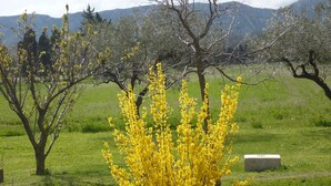 A garden with yellow flowering plants, a stone bench, and a tree in the background.