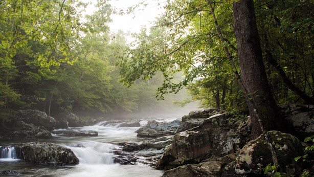 Ein bewaldetes Gebiet mit einem Fluss, Felsen und Bäumen.