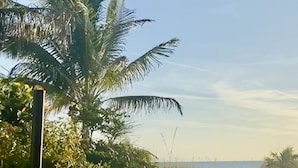 Un sendero estrecho y sin pavimentar bordeado por vegetación densa y una palmera, que conduce hacia un cuerpo de agua.