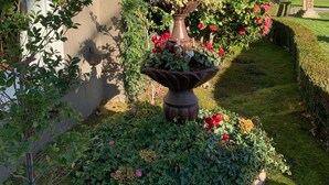 A garden with a central decorative fountain surrounded by various plants and flowers. - Stunning, Large, Beautifully Decorated Home in Downtown Lodi with Spa Amenities  (Lodi)