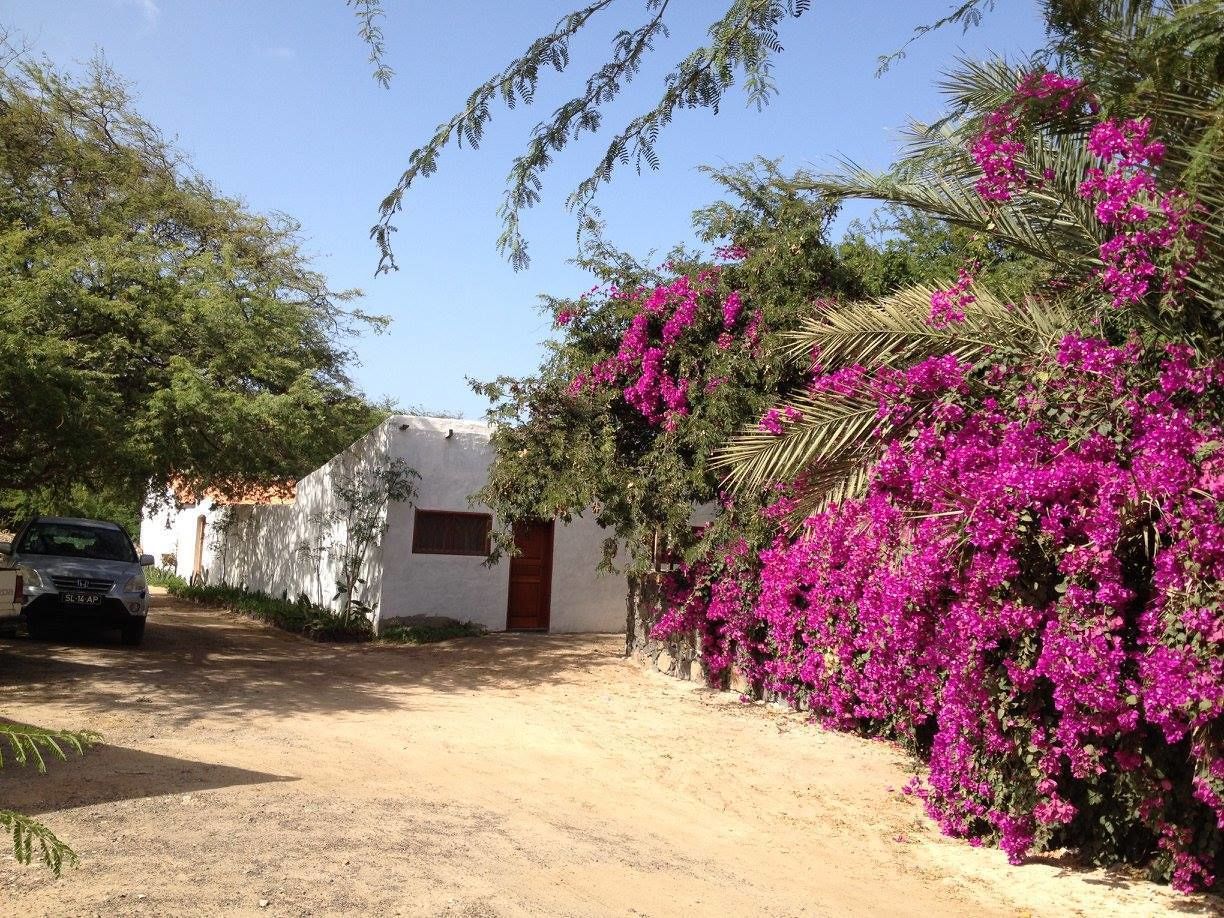 Entorno rural con un edificio blanco, un camino de tierra y vibrantes flores de buganvilla rosa.