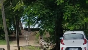 Un'auto bianca parcheggiata sotto un albero lungo una strada.