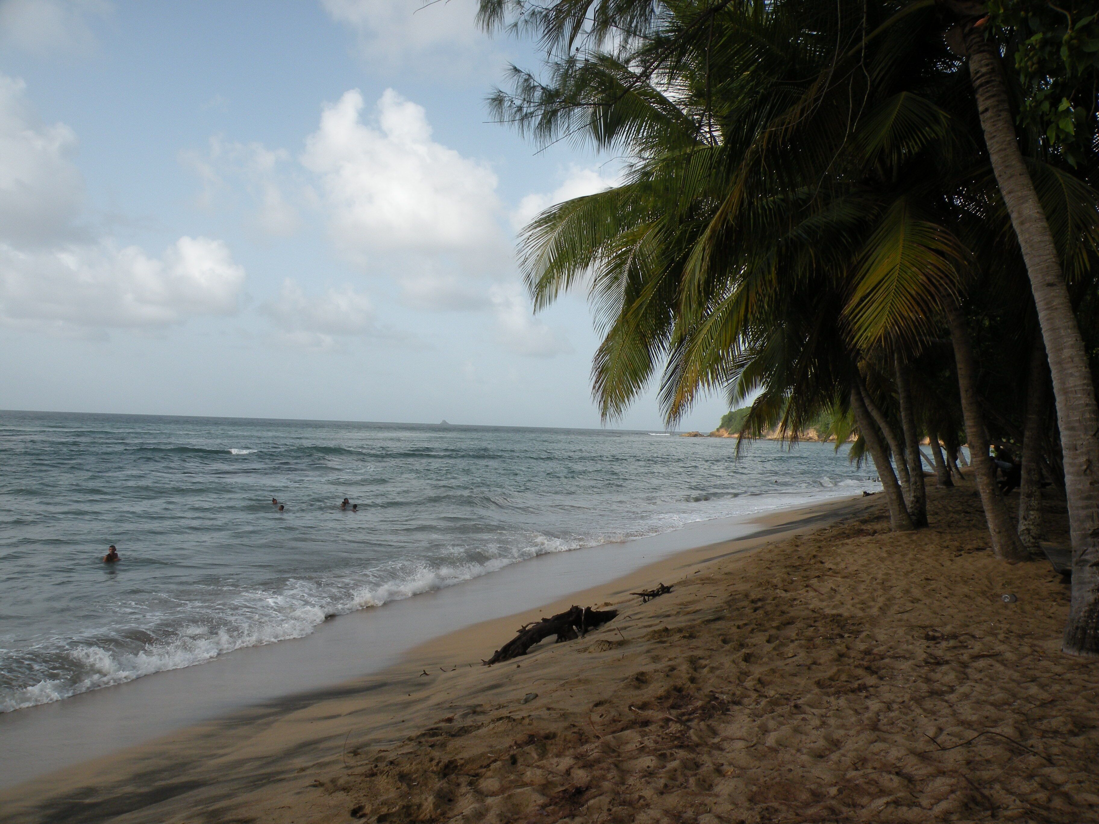 Une plage bordée de palmiers, avec des vagues et une étendue de sable.