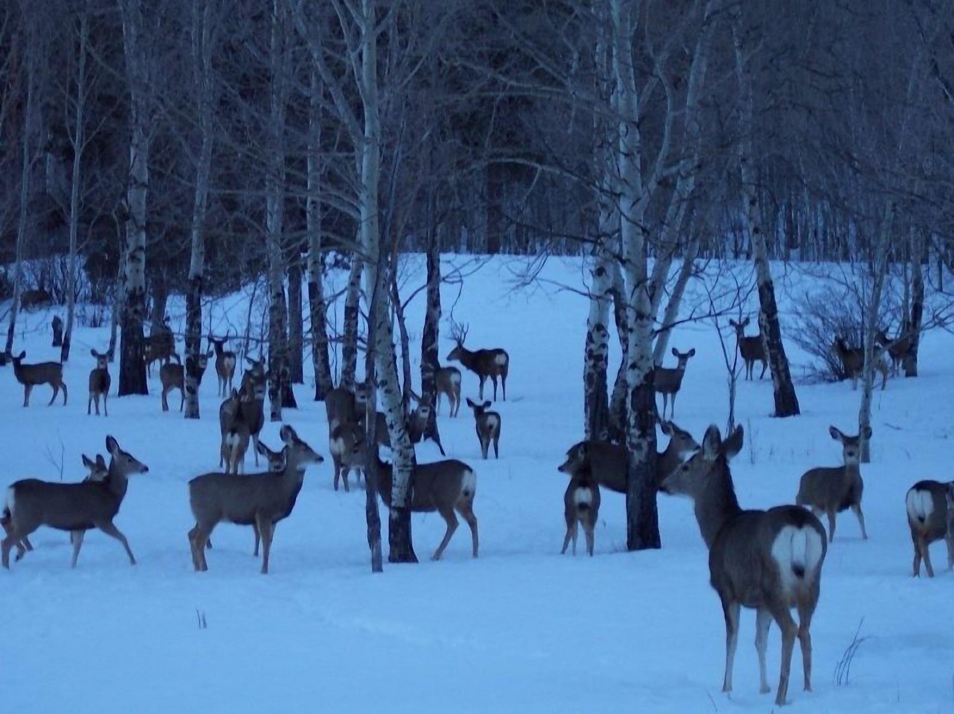 A snowy landscape with deer in a forested area.