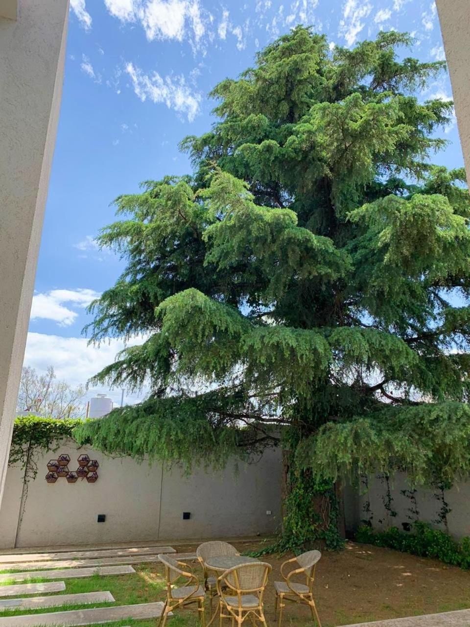 Un grand arbre se dresse dans une cour, avec une table et des chaises à proximité.