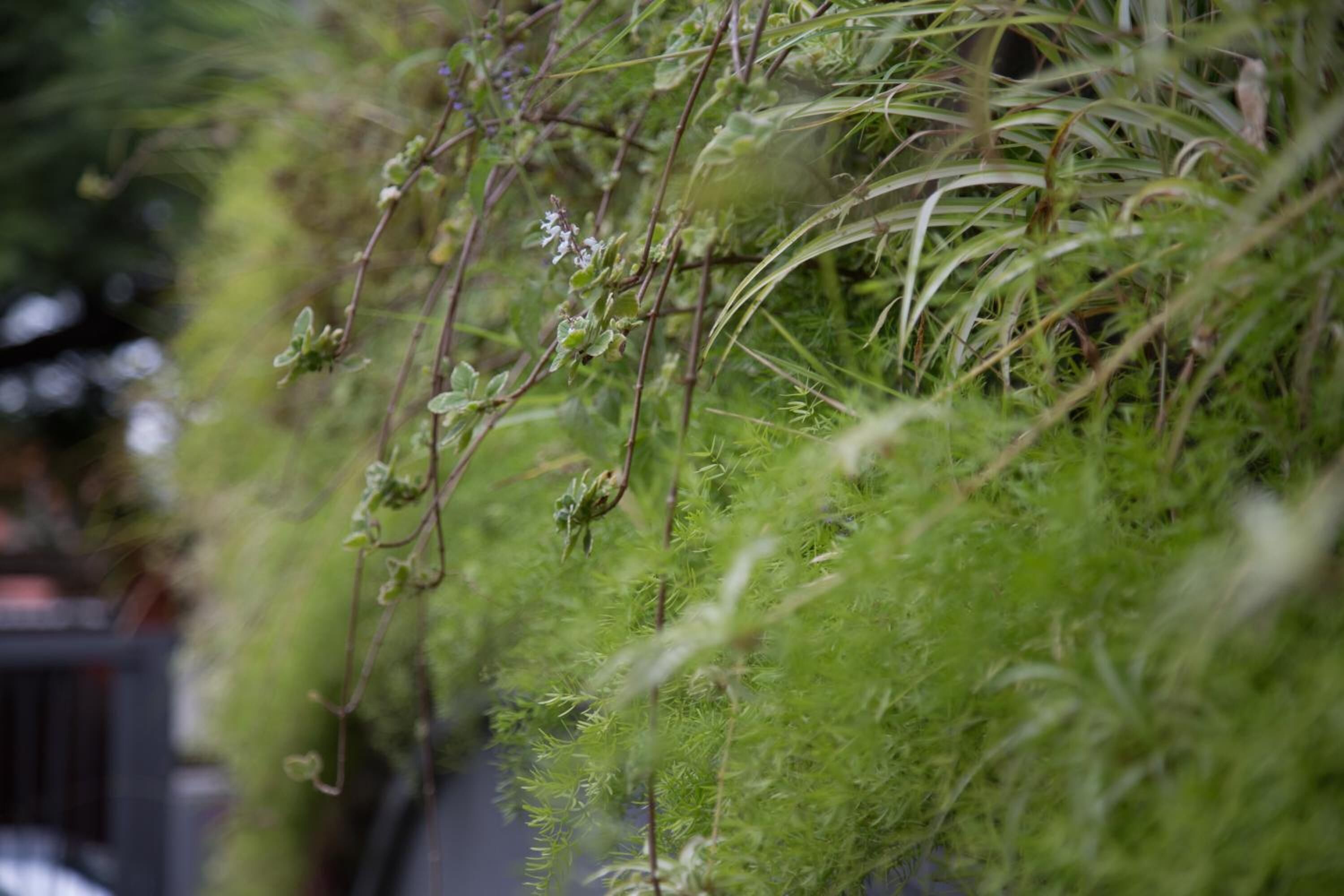 A close-up of a lush green plant with fine, needle-like leaves and small white flowers.