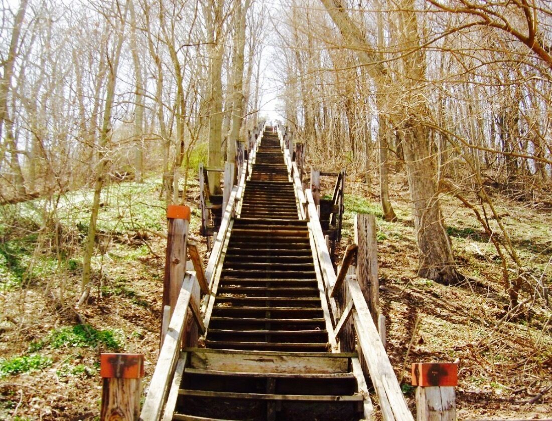 A wooden staircase leading through a forest.