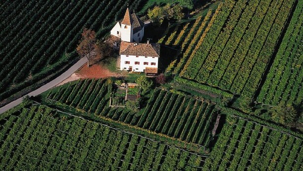 An aerial view of a vineyard with rows of grapevines and a white building with a tower, surrounded by greenery. - Apartment in the center of St. Pauls - Appiano - near Caldaro and Bolzano (Pauls)