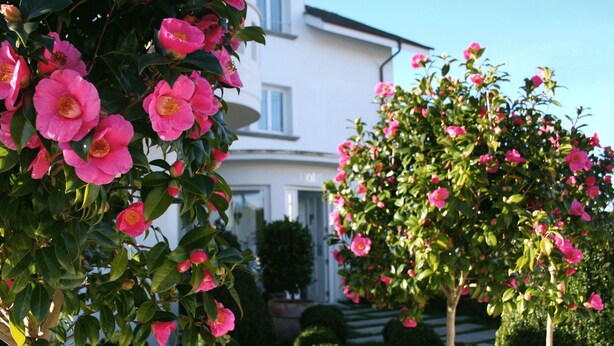 Un bâtiment blanc à la façade symétrique, doté d’une entrée centrale et d’un jardin bien entretenu où poussent des fleurs roses.