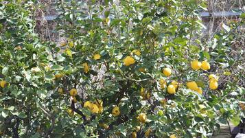 Dreibettzimmer (Attic) | Ausblick vom Zimmer