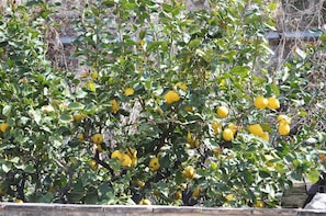 A lemon tree with ripe lemons and green leaves.